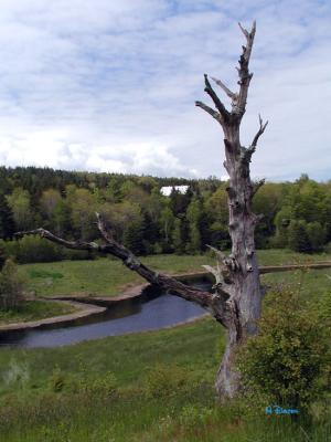 Sawmill Creek ~ Annapolis Royal, N.S.