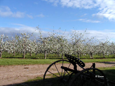 Apple Blossoms ~ Nova Scotia