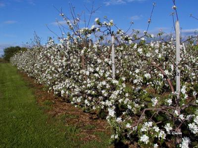 Apple Blossom Time ~ Annapolis Valley, Nova Scotia