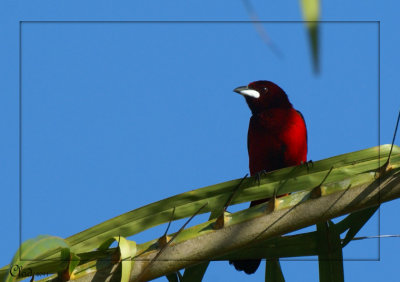 Tangara  dos rouge - Crimson backed tanager