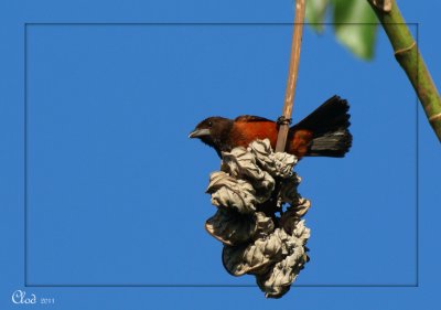Tangara  dos rouge (femelle)    -    Crimson-backed tanager (female)