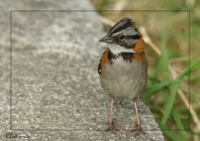 Bruant chingolo - Rufous-collared Sparrow