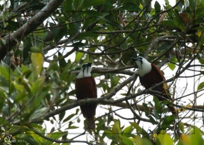 Araponga tricaroncul - Three-wattled Bellbird