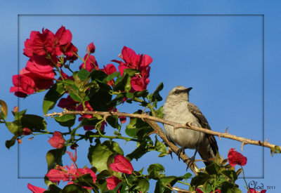 Moqueur des savanes - Tropical Mockingbird