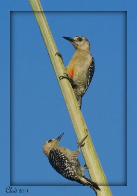 Pics  couronne rouge - Red-crowned Woodpeckers