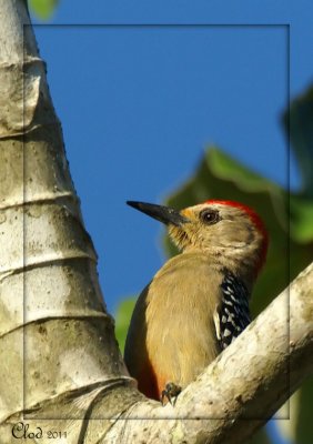 Pic  couronne rouge - Red-crowned Woodpecker