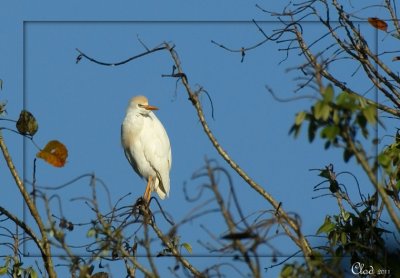 Hron garde-boeufs - Cattle Egret