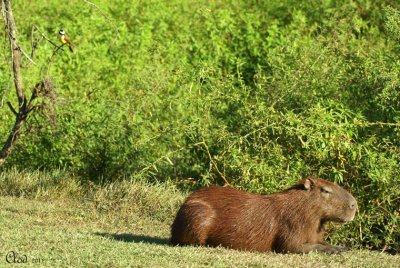 Tyran quiquivi et Capybara - Great Kiskadee and Capybara