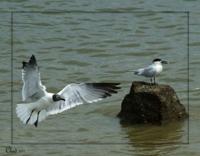 Sterne caugek et mouette atricille - Sandwich Tern and Laughing Gull