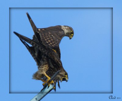 Faucon émerillon - Merlin