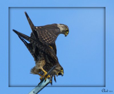 Faucons merillons - Merlin