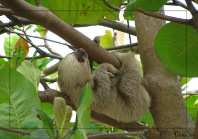 Paresseux  deux doigts  (Unau d'Hoffman) - Hoffman's Two-toed sloth
