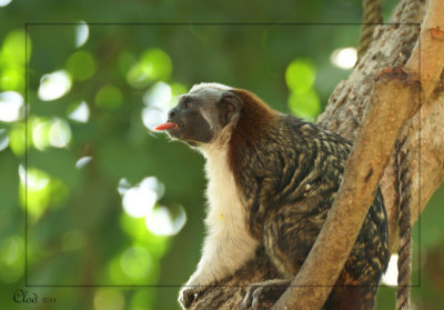 Tamarin de Geoffroy- Geoffroy's Tamarin