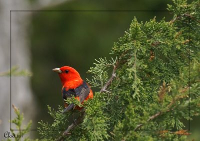 Piranga carlate - Scarlet tanager