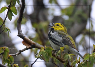 Paruline  gorge noire - Black-throated green Warbler