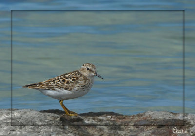 Bcasseau minuscule - Least Sandpiper