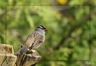 Bruant  couronne blanche - White-crowned Sparrow