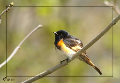 Paruline flamboyante - American Redstart