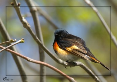 Paruline flamboyante - American Redstart