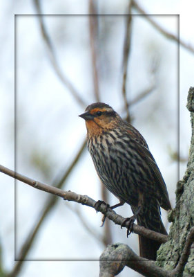 Carouge  paulettes (femelle) - Red-winged Blackbird (female)