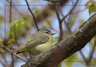 Viro de Philadelphie - Philadelphia Vireo