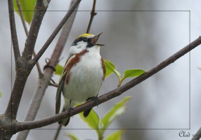 Paruline  flancs marron - Chestnut-sided Warbler