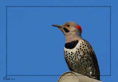 Pic flamboyant - Northern Flicker (male)