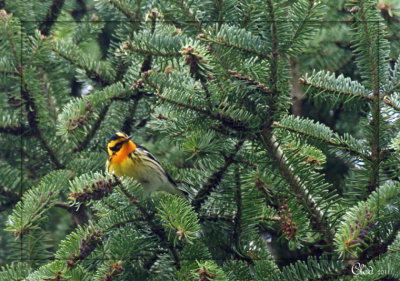 Paruline  gorge orange - Blackburnian Warbler