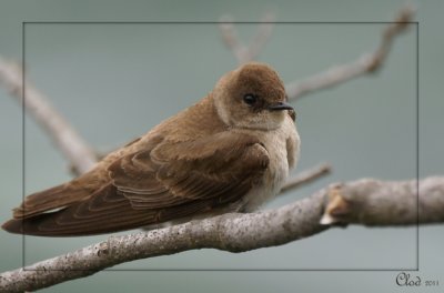 Hirondelle  ailes hrisses - Northern Rough-winged Swallow
