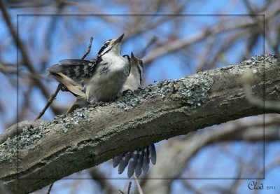 Pics chevelu - Hairy Woodpeckers