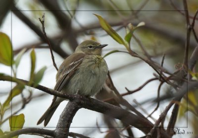 Pioui de l'Est - Eastern Wood-Pewee