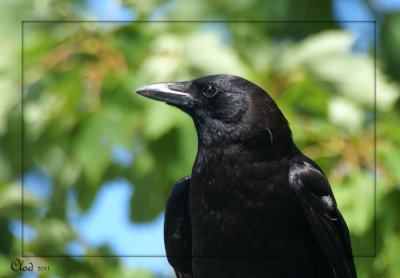 Corneille d'Amrique - American Crow