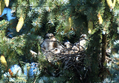 Jeunes Faucons merillon - Three Merlin  in the nest
