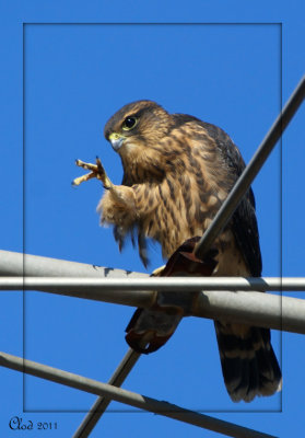 Fauconneau - Young Merlin