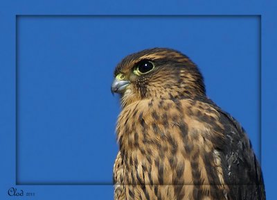 Jeune Faucon merillon- Young Merlin