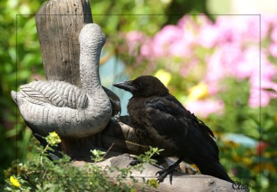 Corneille d'Amrique - American Crow (juvenile)