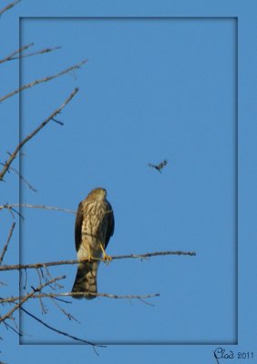 pervier brun et libellule - Sharp-shinned Hawk  and dragonfly