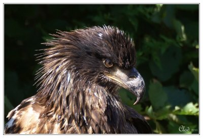 Pygargue  tte blanche (juv)- Bald Eagle (juv)