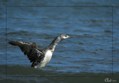 Plongeon catmarin - Red-throated Loon