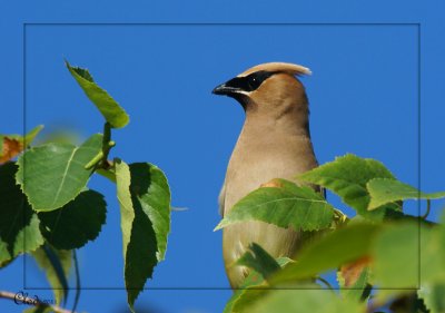 Jaseur d'Amrique - Cedar Waxwing