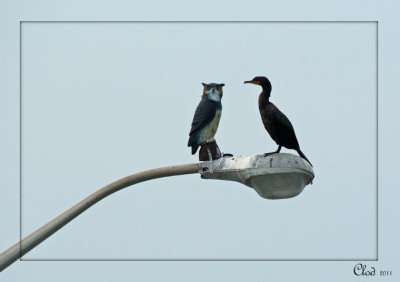 Cormoran  aigrettes - Double-crested Cormorant