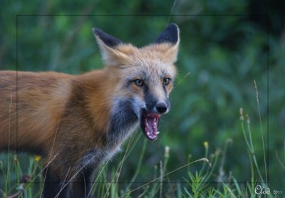 Renard roux - Red Fox