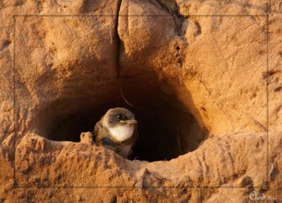 Hirondelle de rivage - Bank Swallow