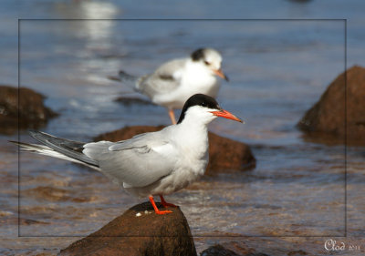 Sterne pierregarin - Common Tern