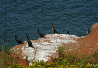 Cormorans  aigrettes - Double-crested Cormorant