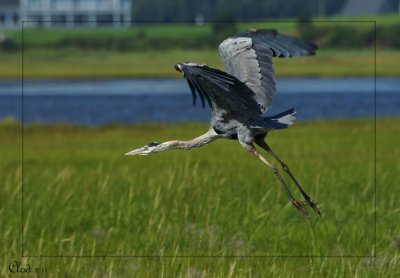 Grand heron - Great Blue Heron