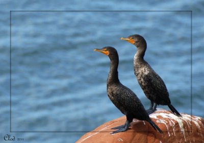 Cormorans  aigrettes - Double-crested Cormorant