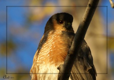 pervier brun - Sharp-shinned Hawk