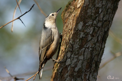 Sittelle  poitrine blanche - White-breasted Nuthatch