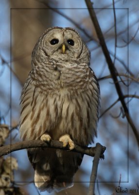 Chouette raye - Barred Owl